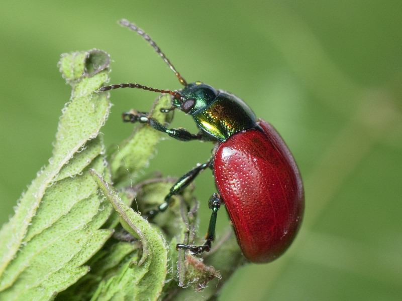 Chrysolina polita (Linnaeus, 1758)